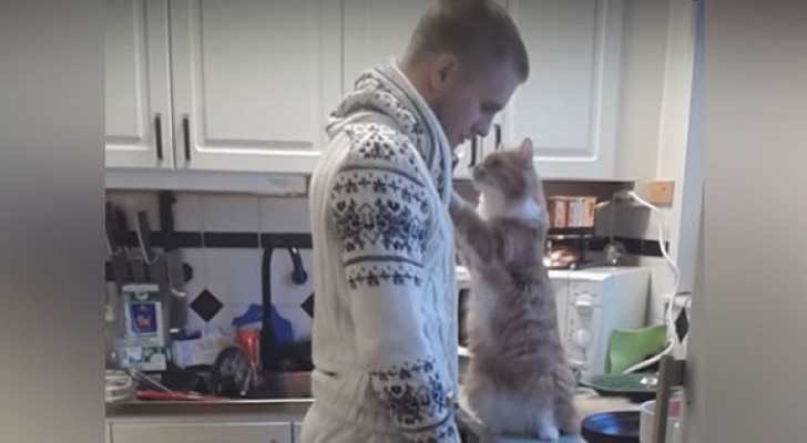 Those who think cats don't show affection, havn't seen this video yet ...