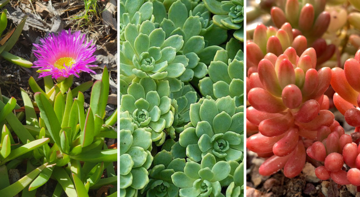 Rejuvenate your garden by choosing from these succulent, ground-cover plants