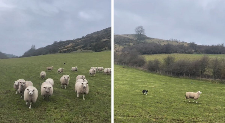 Questo video mostra un Border Collie che riporta le pecore all’ovile, ed è un vero spettacolo