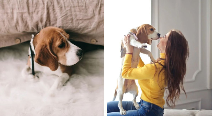 Tutto quello che devi sapere prima di adottare un Beagle, e fare una scelta consapevole