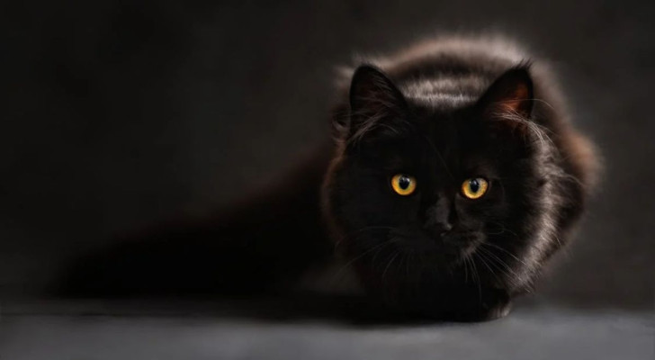 Per alcuni i gatti neri non portano sfortuna ma anzi sono di buon auspicio: qual è la verità?