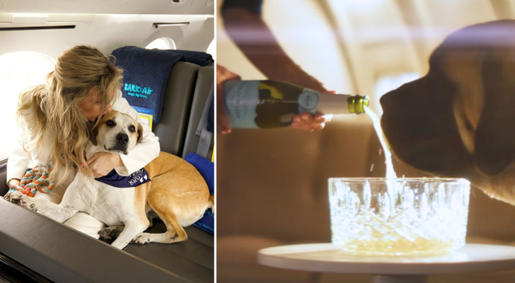 Nuova compagnia aerea permette ai cani di viaggiare in prima classe