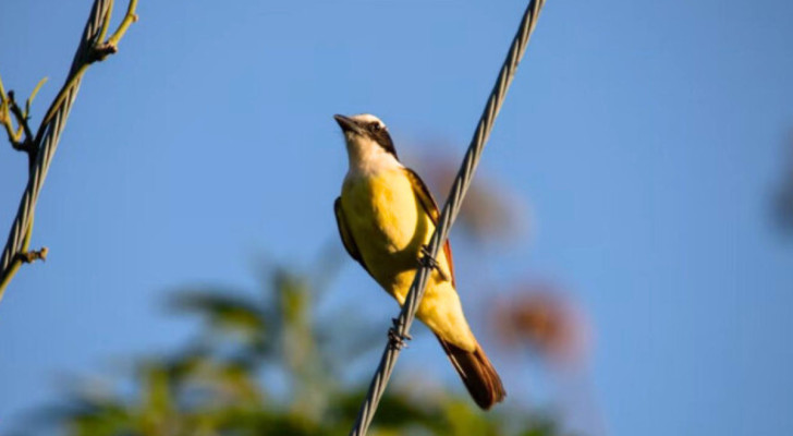 Un oiseau Tyran quiquivi regardant vers le ciel