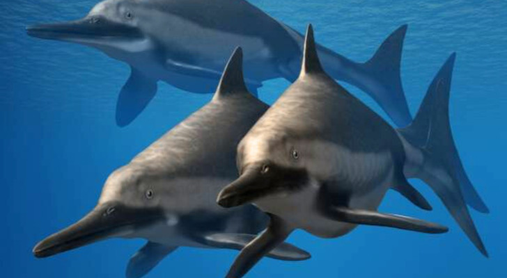 Reconstructie van ichthyosaurussen zwemmend in zee