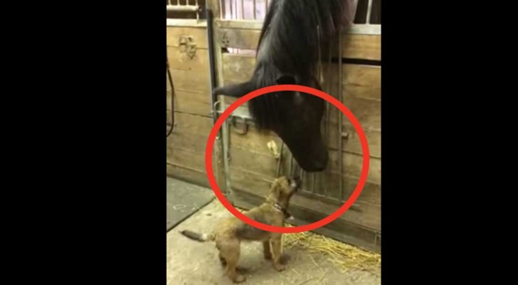 Ciò che fanno questo cavallo e il suo amico vi strapperà un sorriso... Wow!