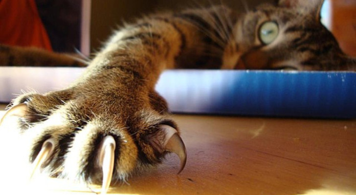 Een kat die met één poot naar voren ligt, laat zijn scherpe klauwen zien