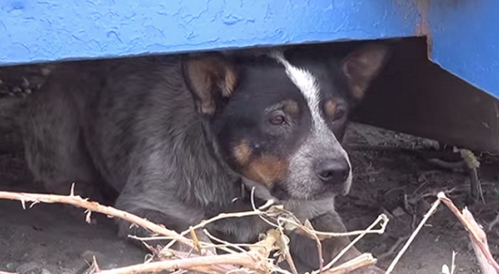 He lived in a dumpster for 11 months ... What happens here, will change his life