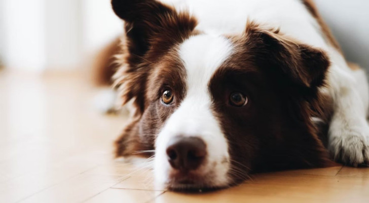 La razza di cani più intelligente non è il Border Collie, secondo uno studio