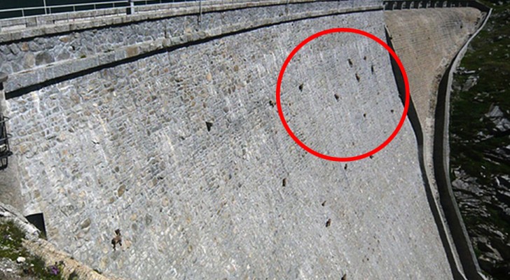 They notice some black dots in the dam: what they see when they get closer, seems impossible!
