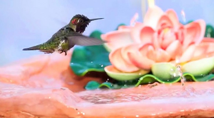 A hummingbird arrives on the fountain: what he does in 2 minutes is a masterpiece of nature