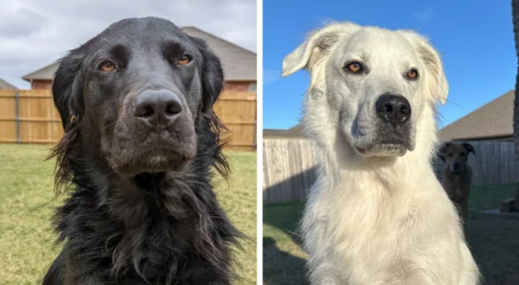 La trasformazione di Buster da cane nero a cane bianco in pochi anni