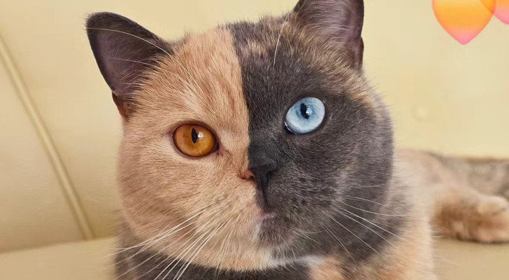 Domiino è una gatta con il pelo del volto di due colori diversi, diviso perfettamente a metà