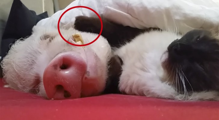 What this cat does to the pig while sleeping together, is beyond belief