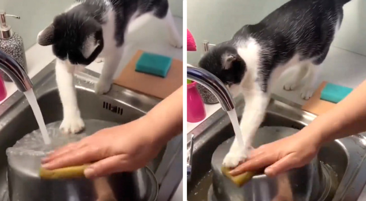 Gatto si "offre di aiutare" il suo umano a pulire i piatti di casa