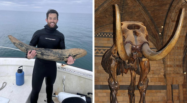 De slagtand gevonden door Alex, en een mastodont bewaard in een museum