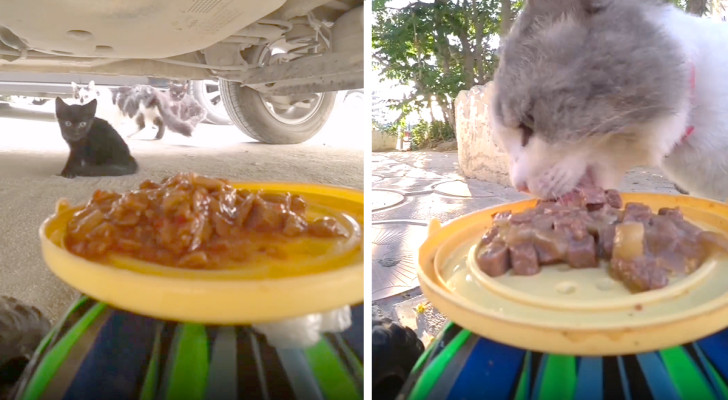 Sconosciuto sfama dei gatti randagi utilizzando una macchinina telecomandata 