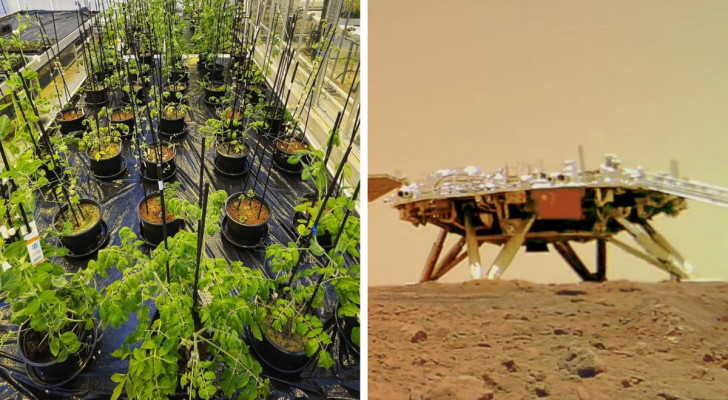 Samling av grödor som testats av forskare, och ett exempel av Mars jord på sidan
