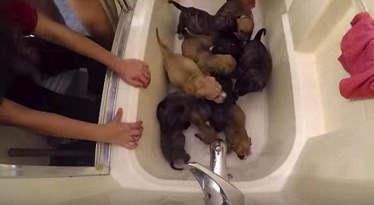 These 10 puppies have lost their mother: their story will move you !