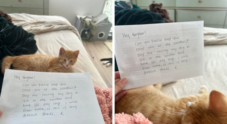 La lettera del vicino in cui chiede di non far affacciare i gatti alla finestra