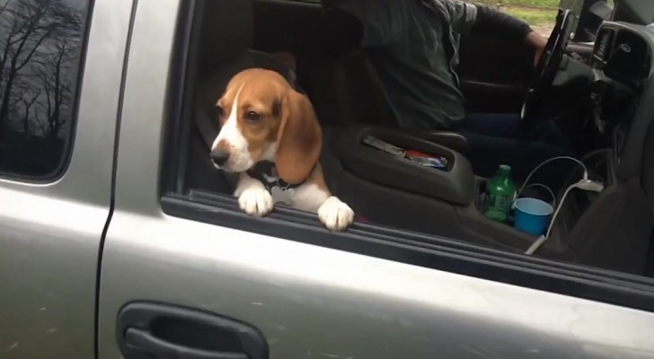 A puppy holds his on the window of a car... when they pull it up, his reaction is hilarious