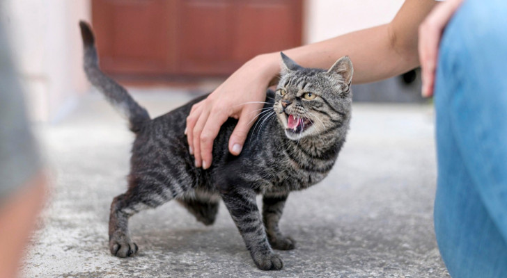 Gelosia e possessività nei gatti: cause e soluzioni