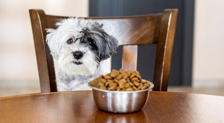 Qual è il cibo ideale per i cani di piccola taglia?