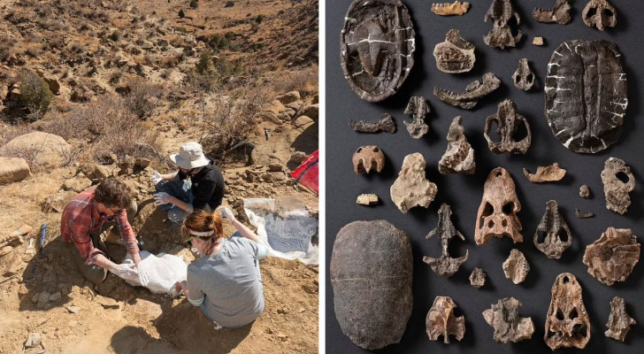 Les chercheurs qui ont trouvé les fossiles de Militocodon lydae, datant de 66 millions d'années