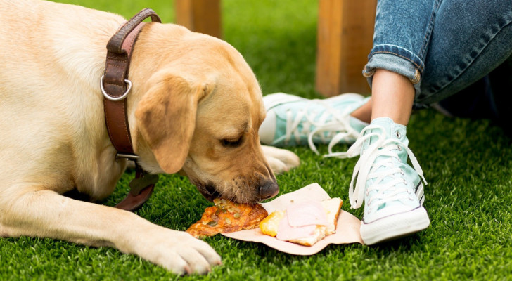 Come evitare che il cane mangi qualunque cosa trovi a terra