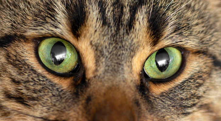 Come funzionano le pupille dei gatti