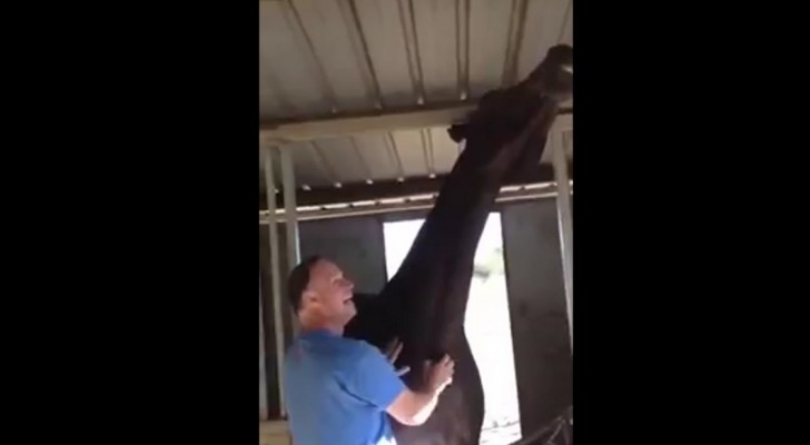 This horse wants attention: look what he does when the man tries to leave ...