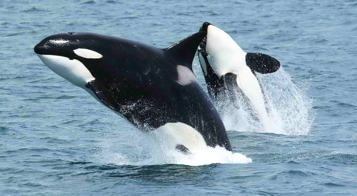 Twee springende orka's