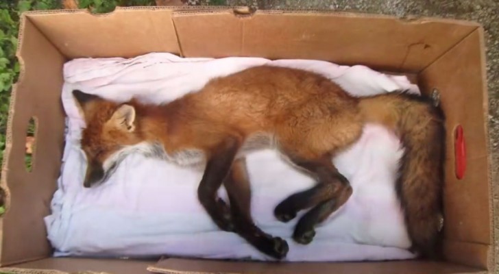 He's about to bury a fox, but what happens shortly after it MIRACULOUS