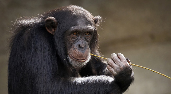 Perché gli scimpanzé sono così diversi da noi se la differenza tra i nostri DNA è inferiore al 2%?