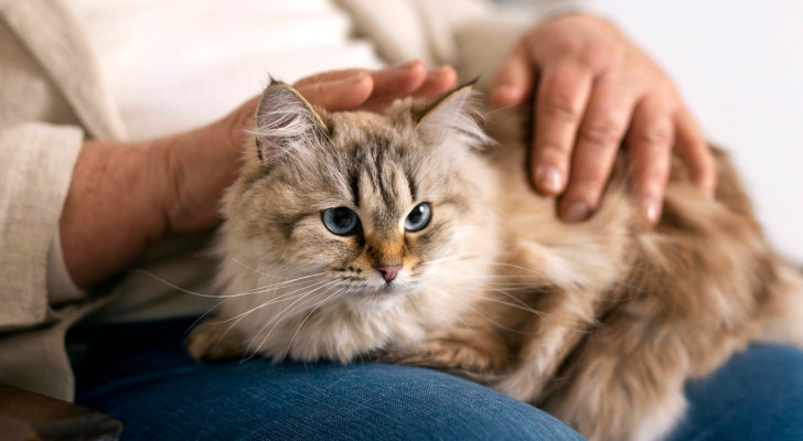 Cura e benessere mentale dei gatti
