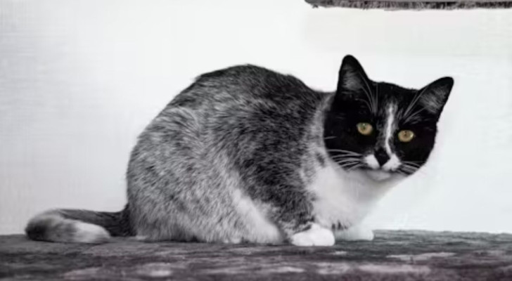 Un gatto salmiak con la caratteristica colorazione bianca e nera