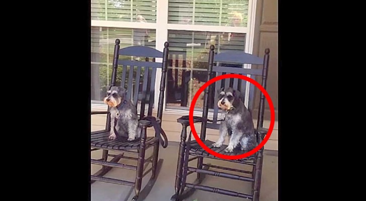 She starts filming her dogs on the porch, but keep your eyes on the one on the right ...