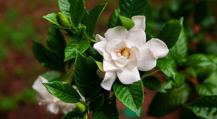 un fiore di gardenia jasminoides