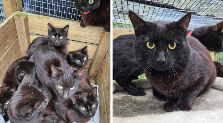 Alcuni dei gattini neri trovati dai volontari in una casa abbandonata e portati in salvo