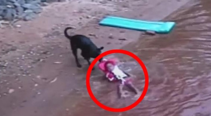 A child plays in the water, what this dog does could save his life one day !