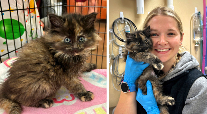 Il gattino tartaruga trovato insieme a una cucciolata abbandonata nell'Oregon