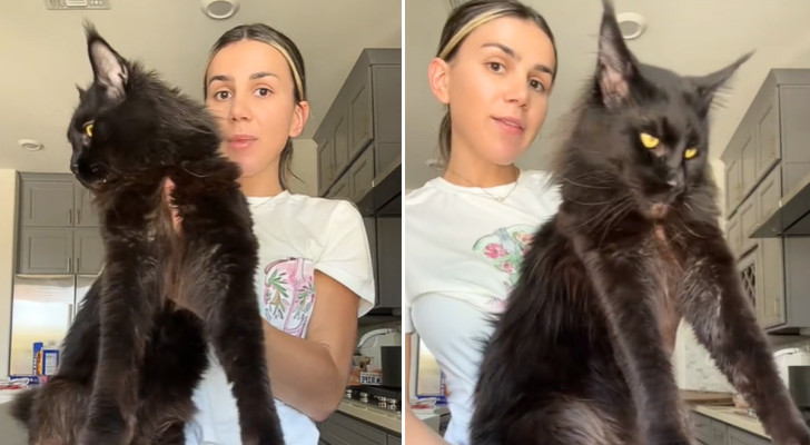 Ragazza con il suo gatto Main Coon in braccio
