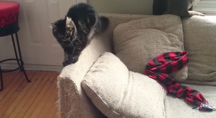 His cats were ruining all the furniture, but his solution is amazing!