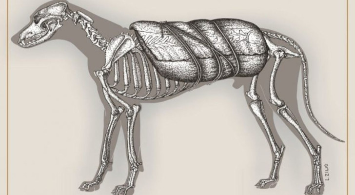 Una rappresentazione di Huachen, come doveva apparire durante il suo impiego come animale da soma