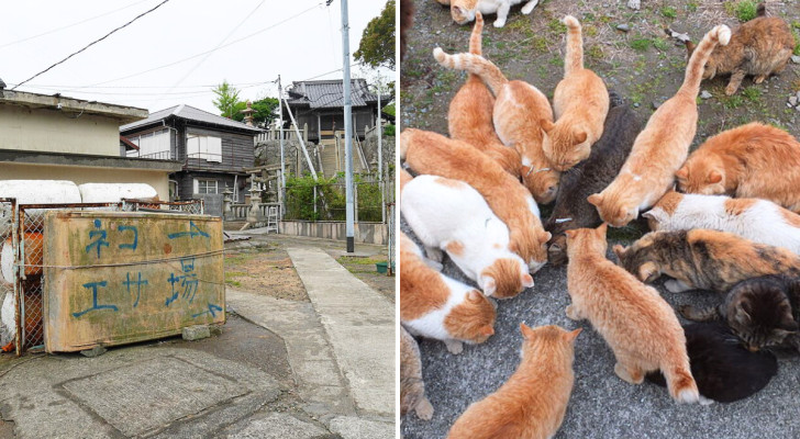 Area dedicata all'alimentazione dei gatti e un gruppo di felini che mangiano, isola di Aoshima