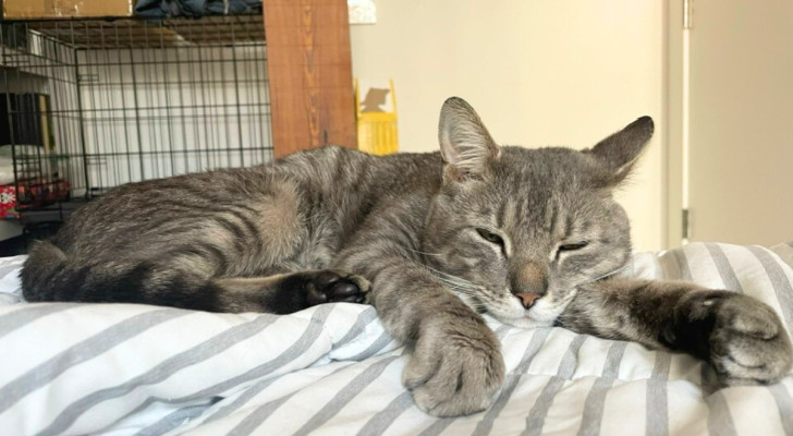 Venture, il gatto soriano di dieci mesi dopo essere stato salvato
