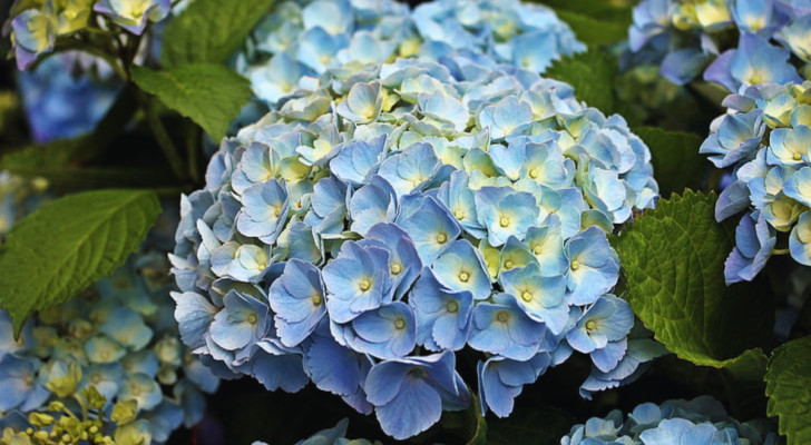 gros plan sur une fleur d'hortensia bleu