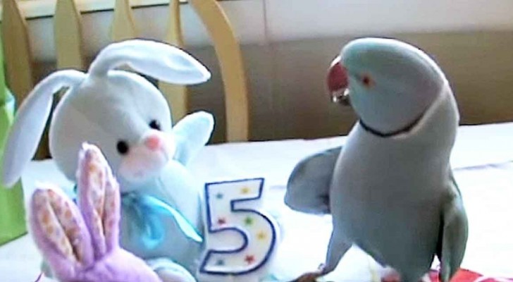 De ger papegojan sin födelsedagspresent: titta på hur han reagerar!