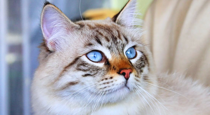 gatto grigio con occhi azzurri