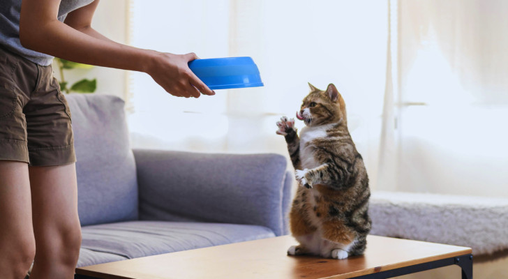 Una donna che avvicina una ciotola di cibo al gatto