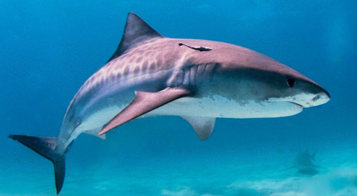 Requin tigre aux Bahamas